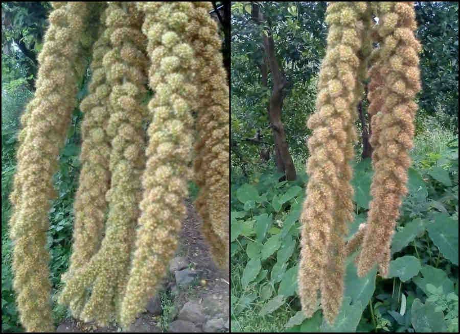 benefits of kauni crops